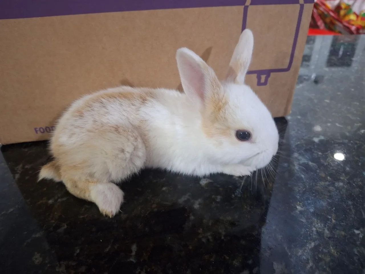 Coelhinhos com 25 dias de nascido, - Foto 6