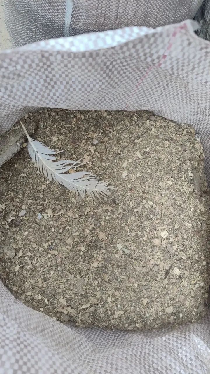 Esterco de galinha  - Foto 2