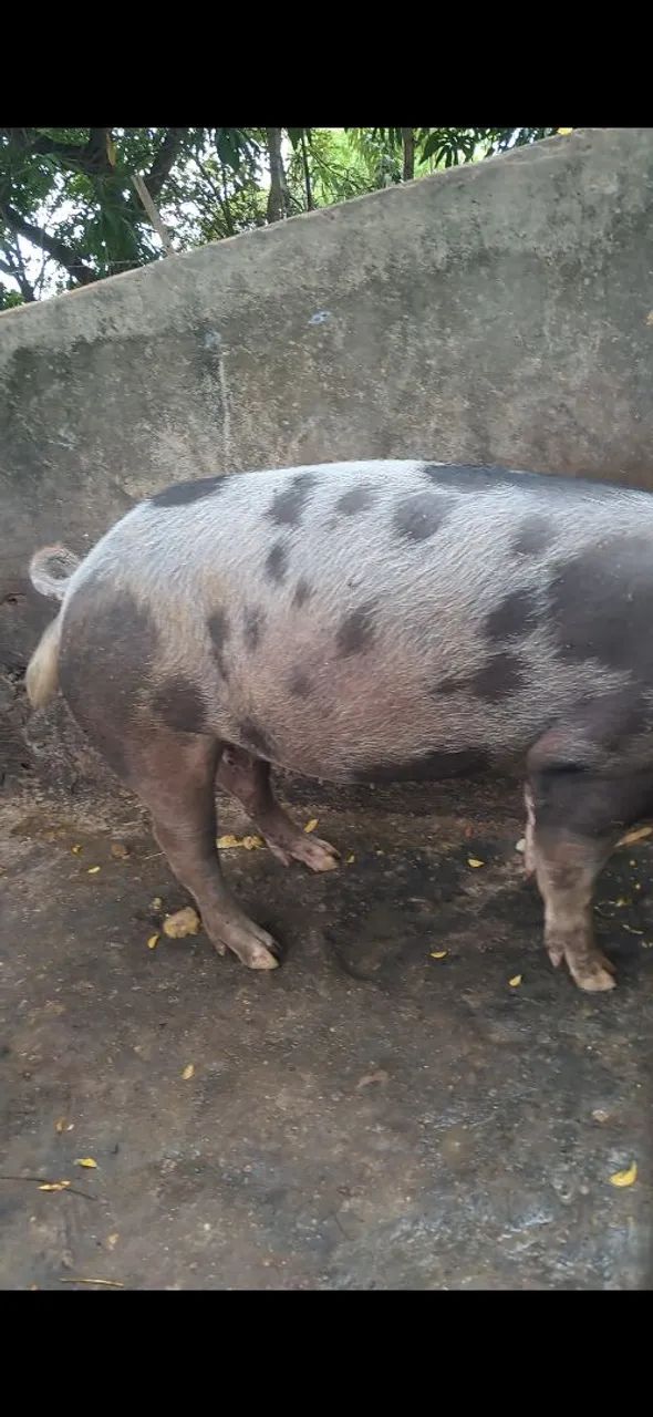 Vendo porca - Foto 2