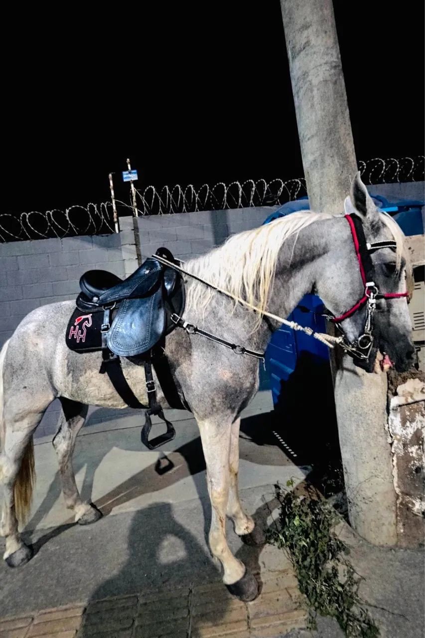 Cavalo mangalarga  - Foto 2