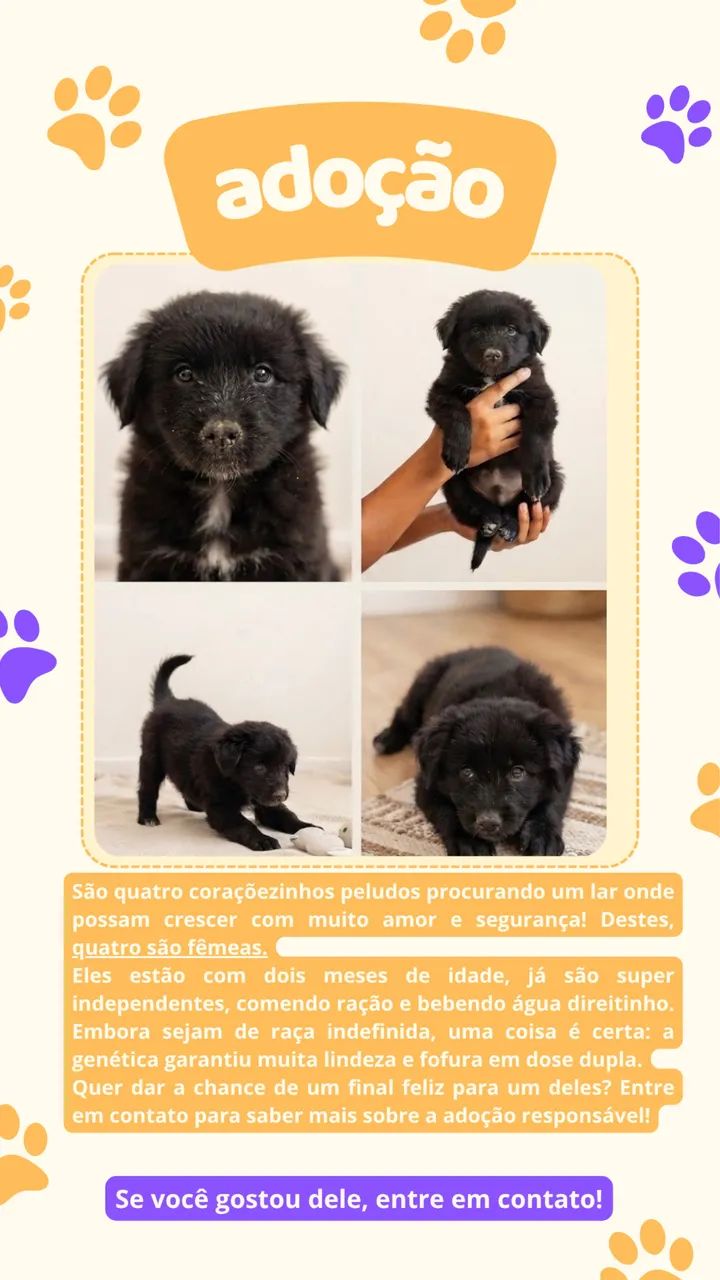 Adoção responsável - Foto 2