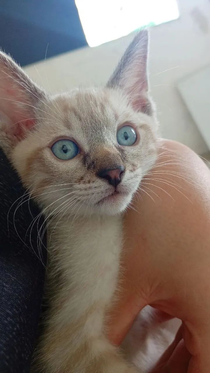Doação gatinho siamês  - Foto 4