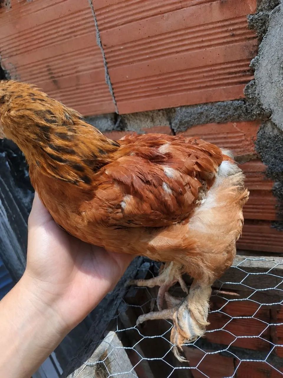 Franguinho Brahma buff - Foto 2