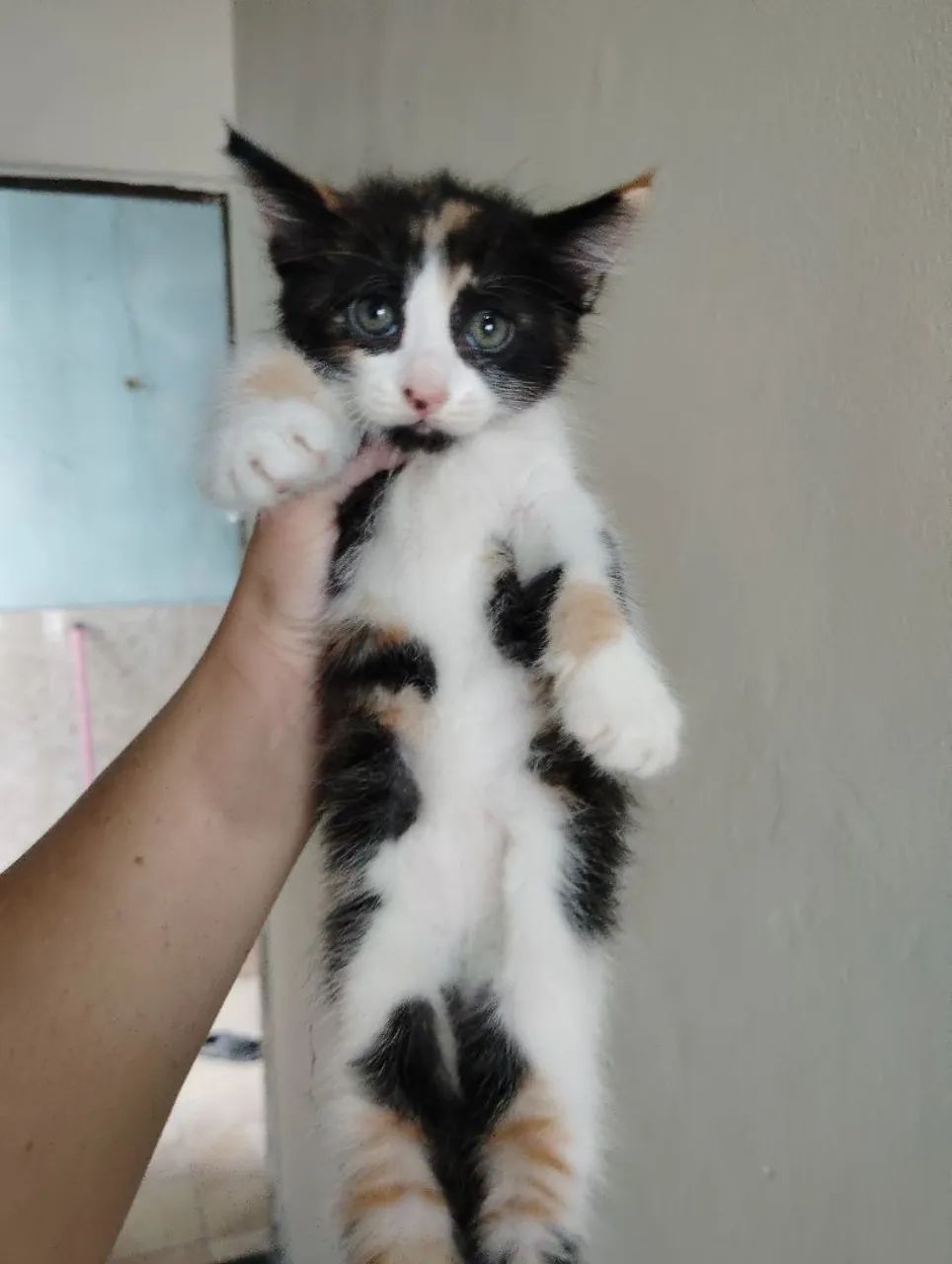 Gatos  - Foto 2