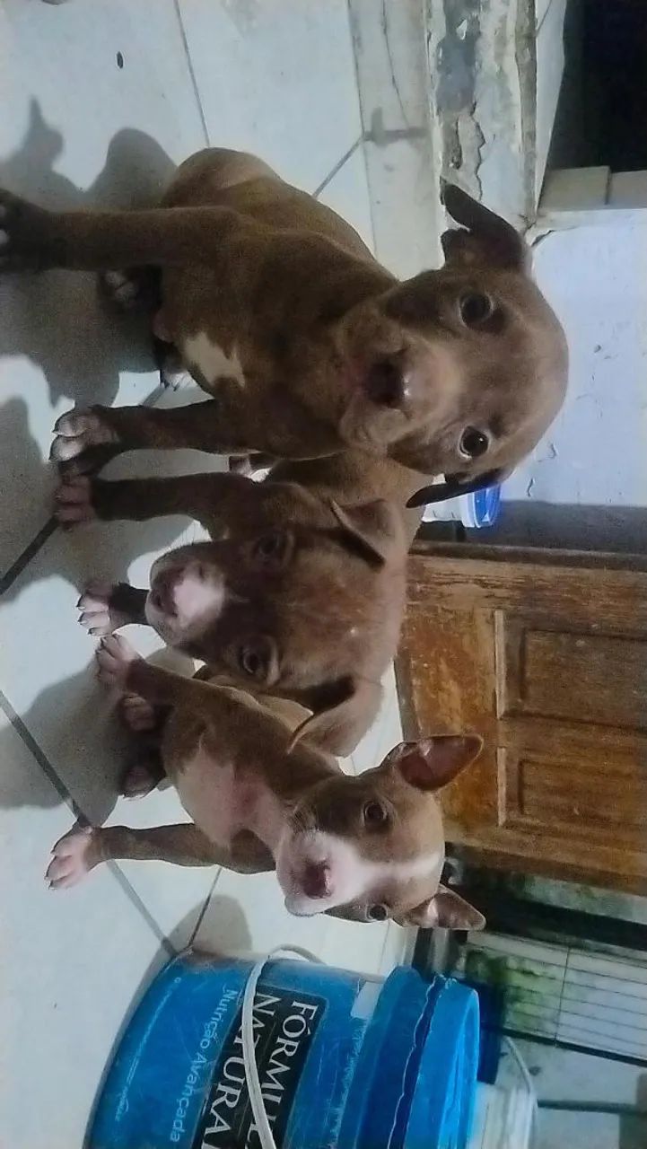 Pitbull  - Foto 3