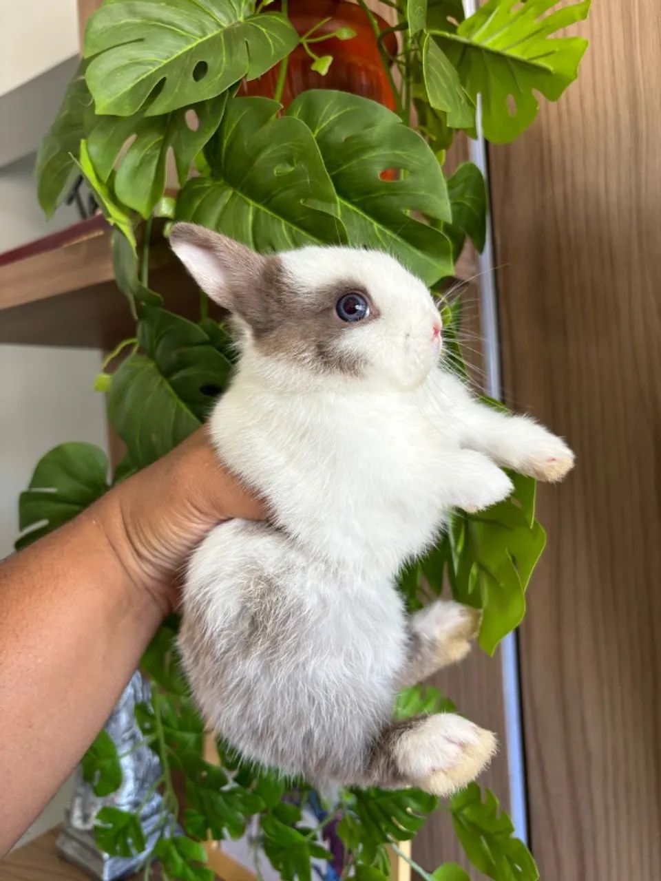 MINI COELHOS - Foto 5