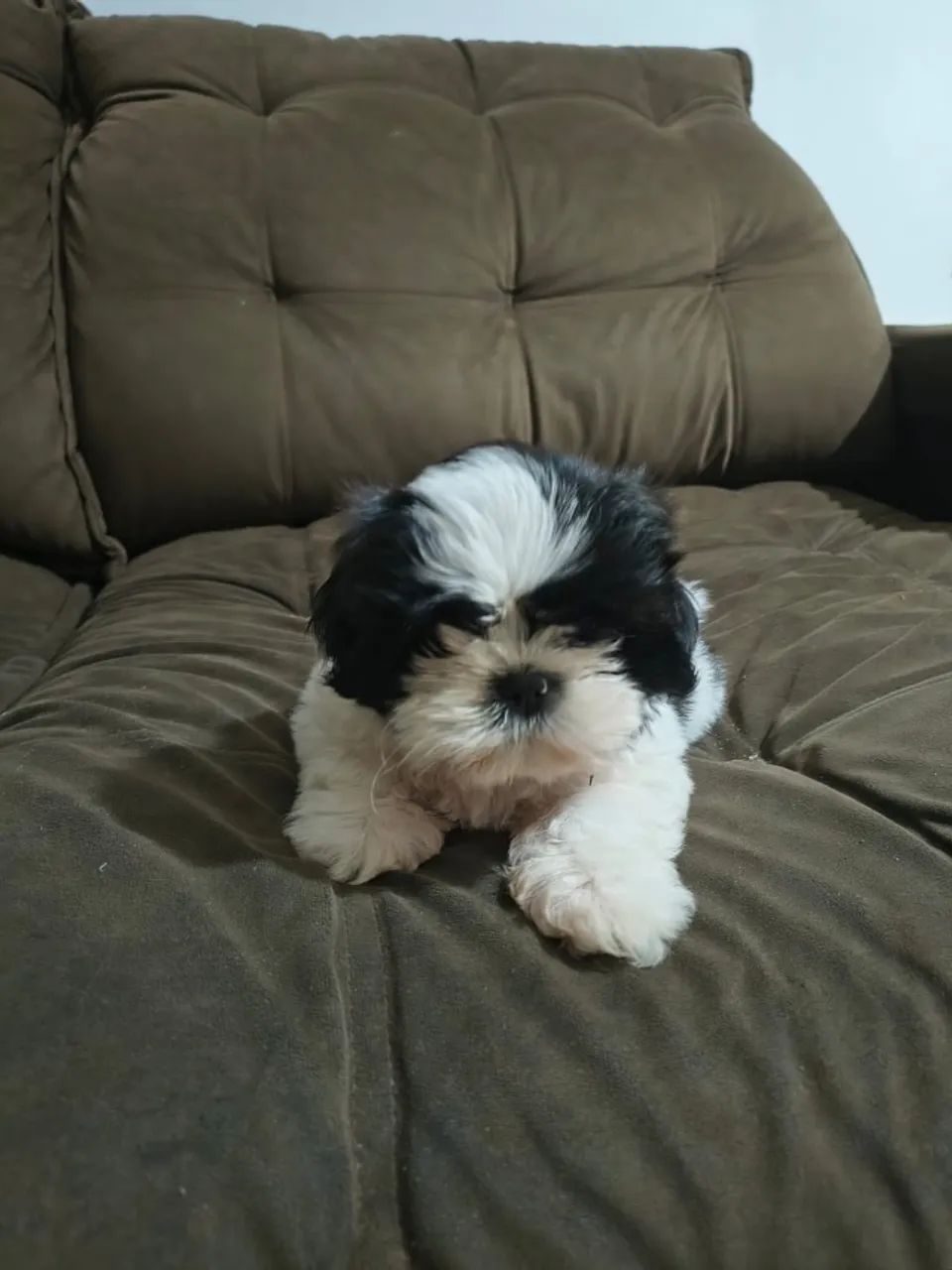 Vendo - Foto 2