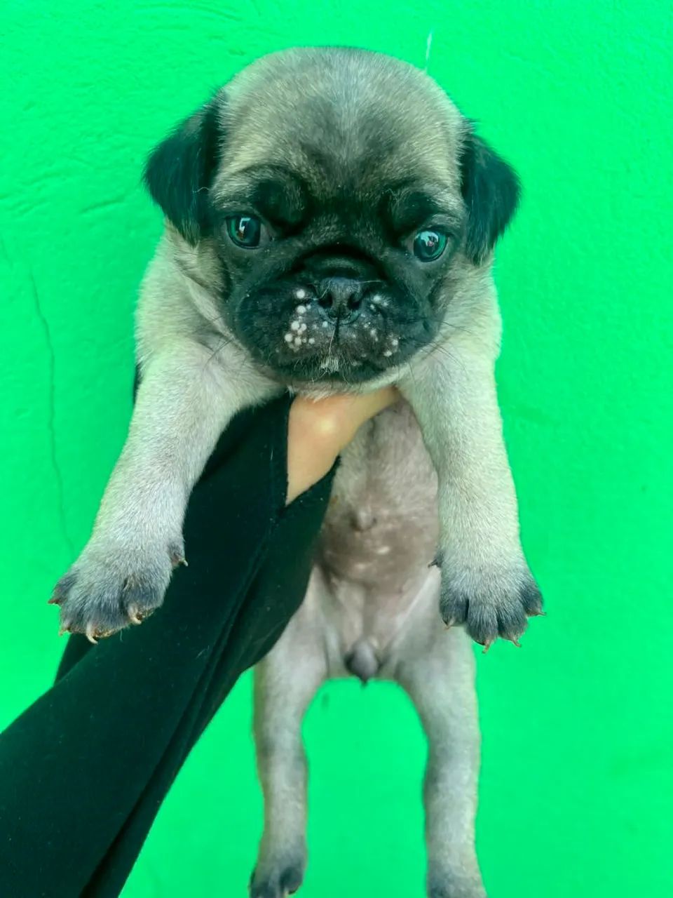 Raça Pug  - Foto 2