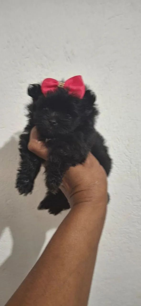 Lulu blek tan anão  - Foto 2
