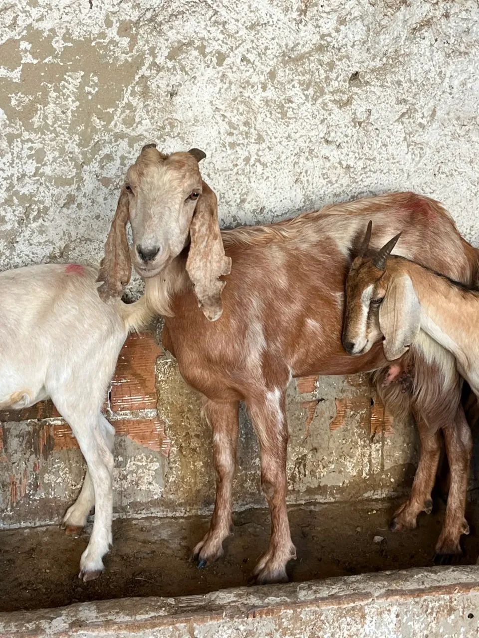 Cabras - Foto 2