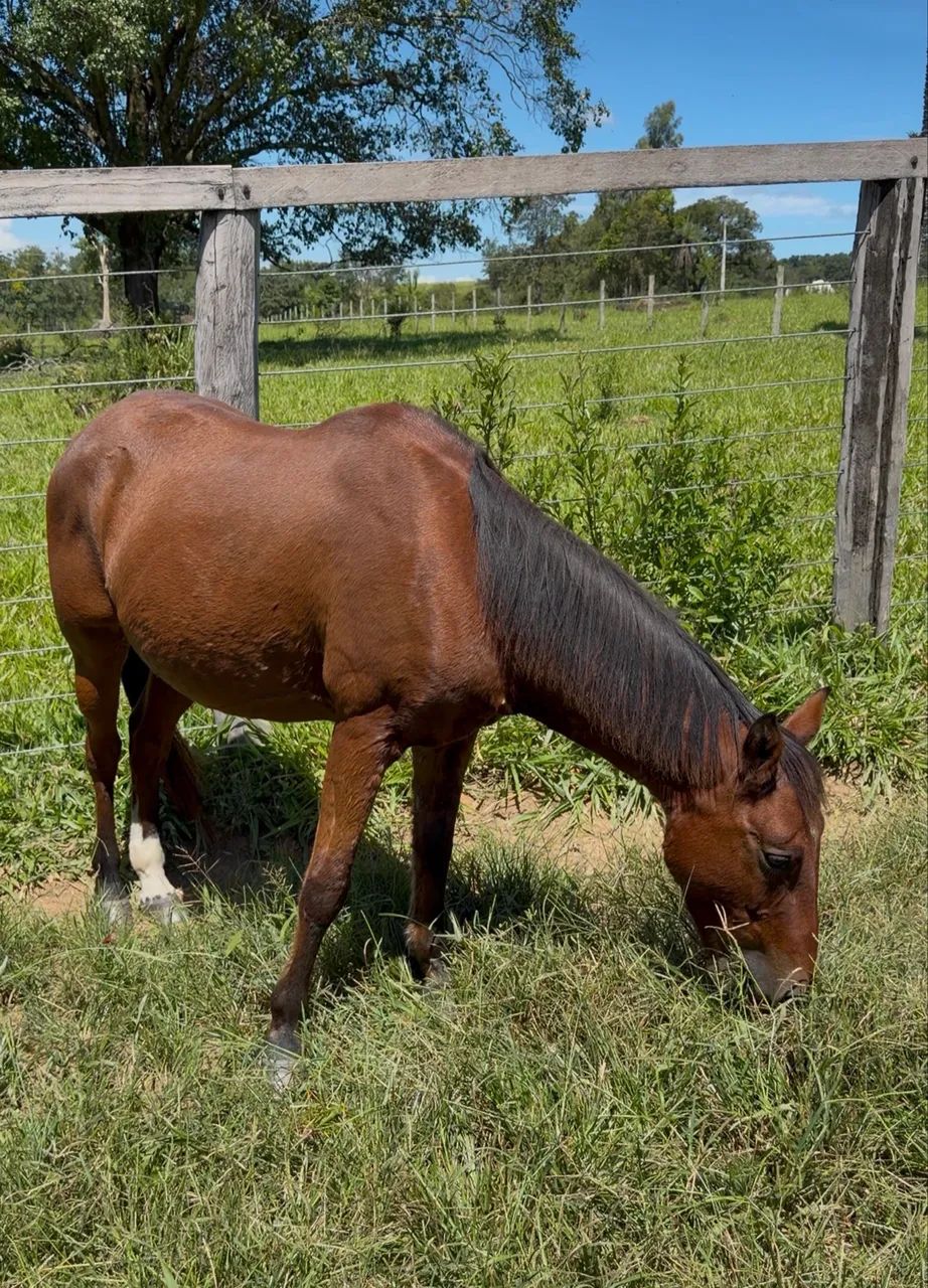 Cavalo  - Foto 5