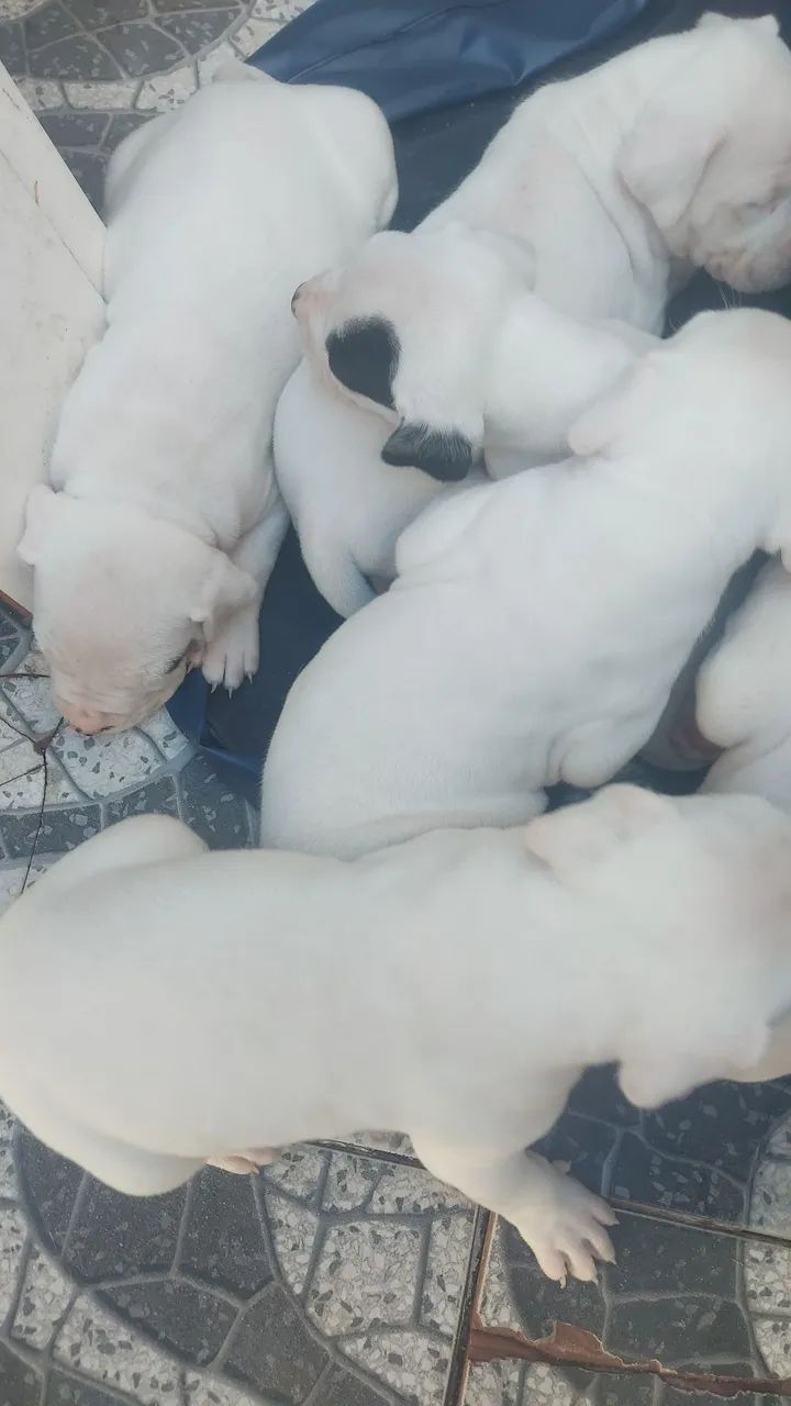 Dogo argentino top - Foto 2