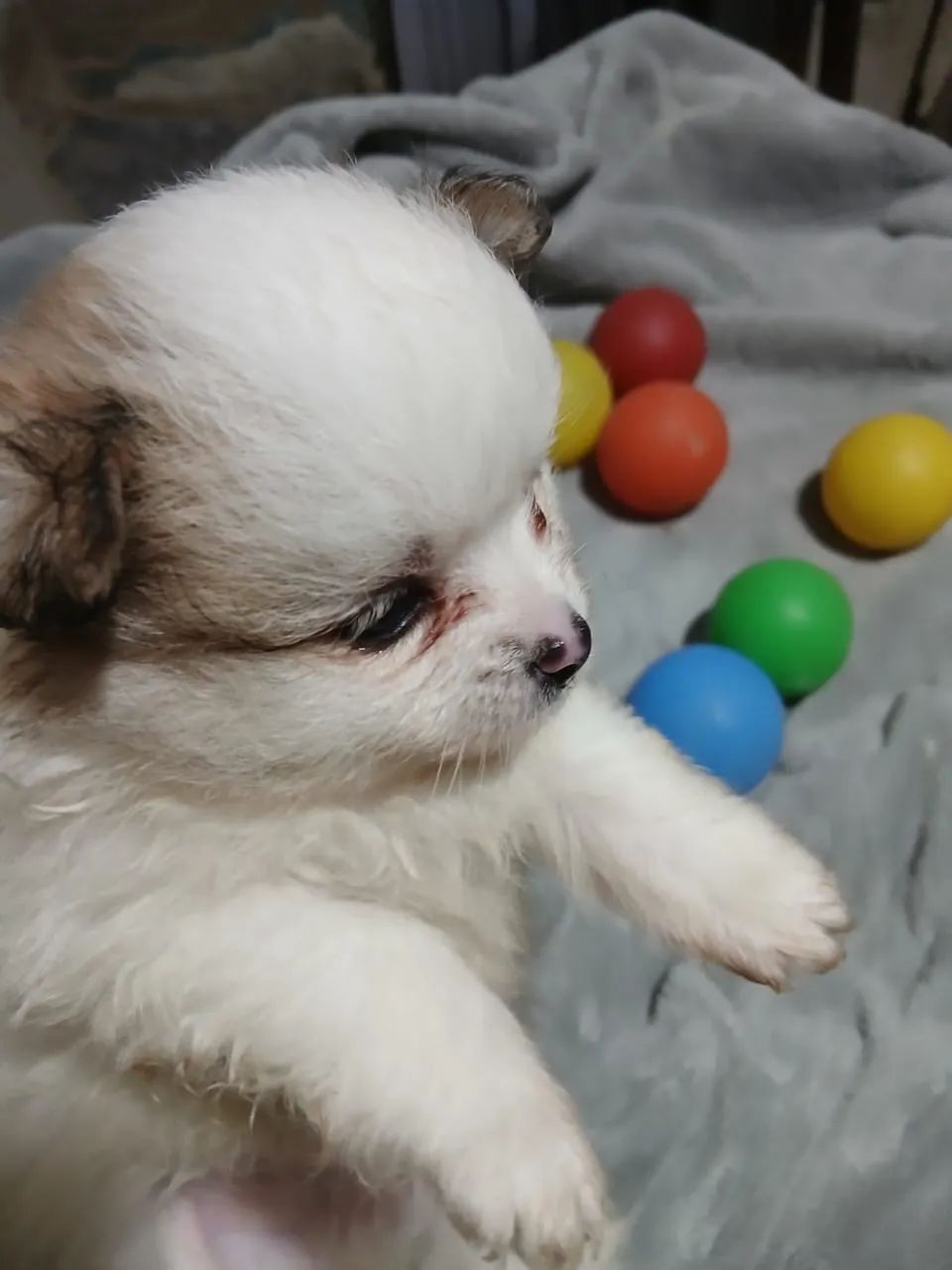 Filhotes Spitz Alemão  - Foto 4