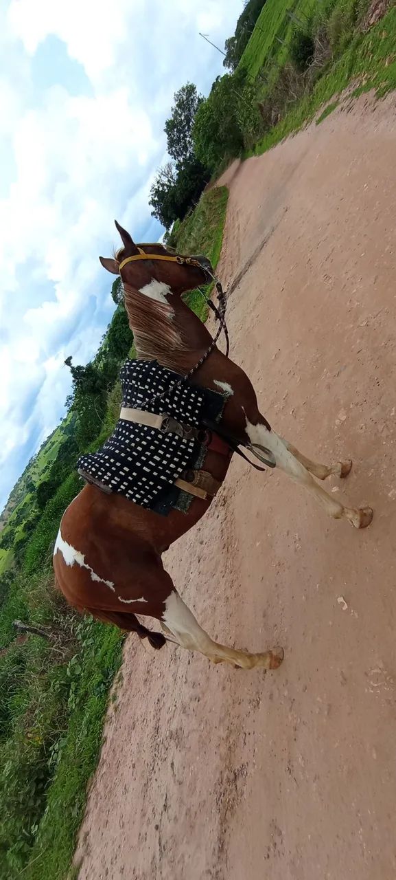cavalo 