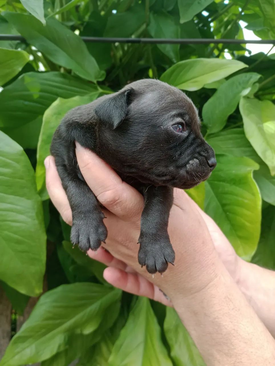 Cachorro  - Foto 4