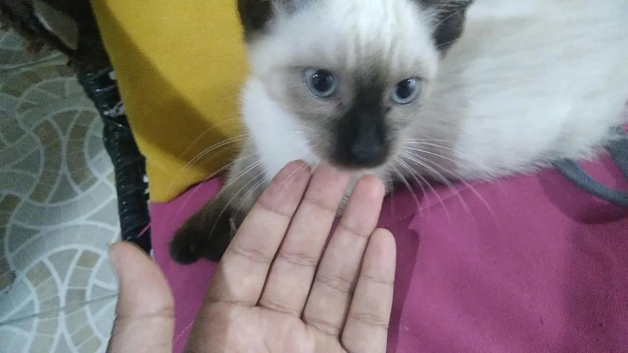 Gata siamês filhote 