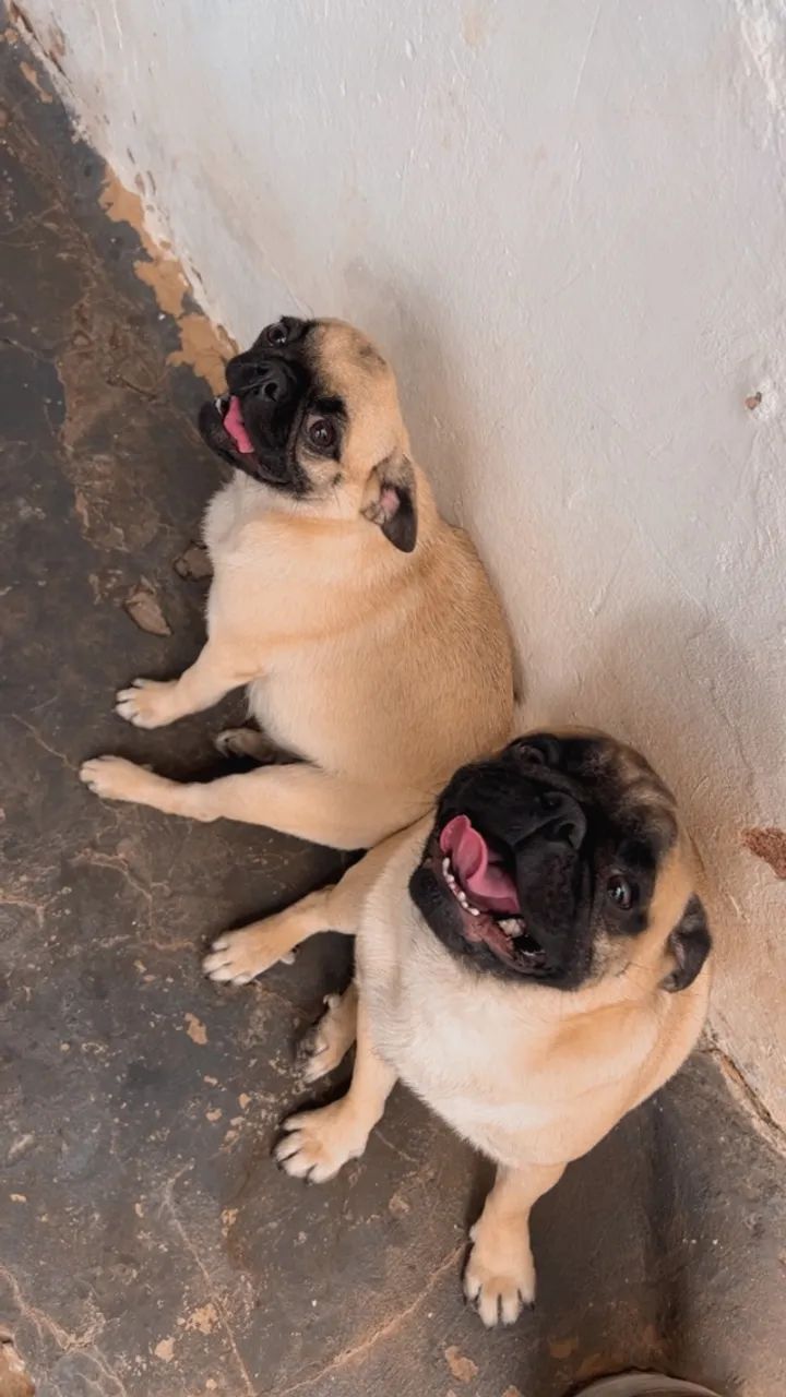 Casal de pug  - Foto 2