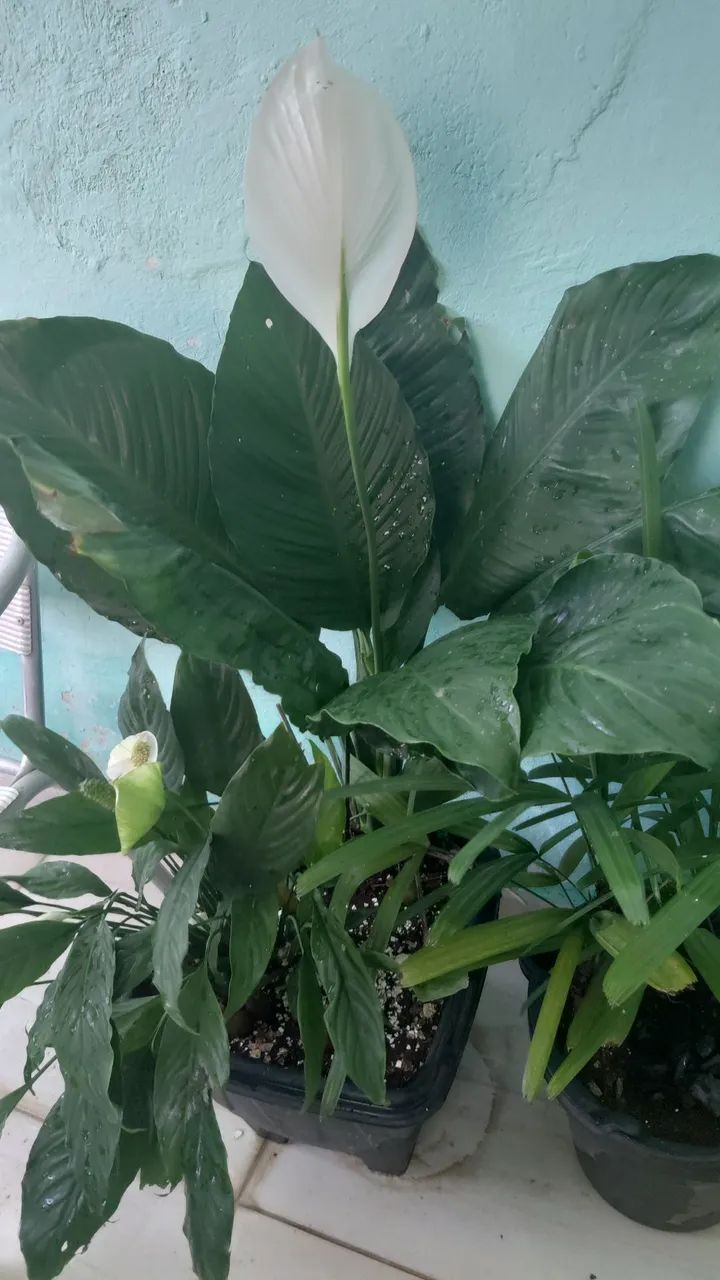 Plantas