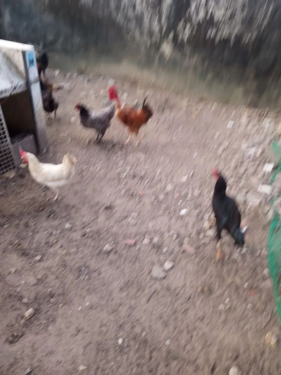 Galinha e pato 