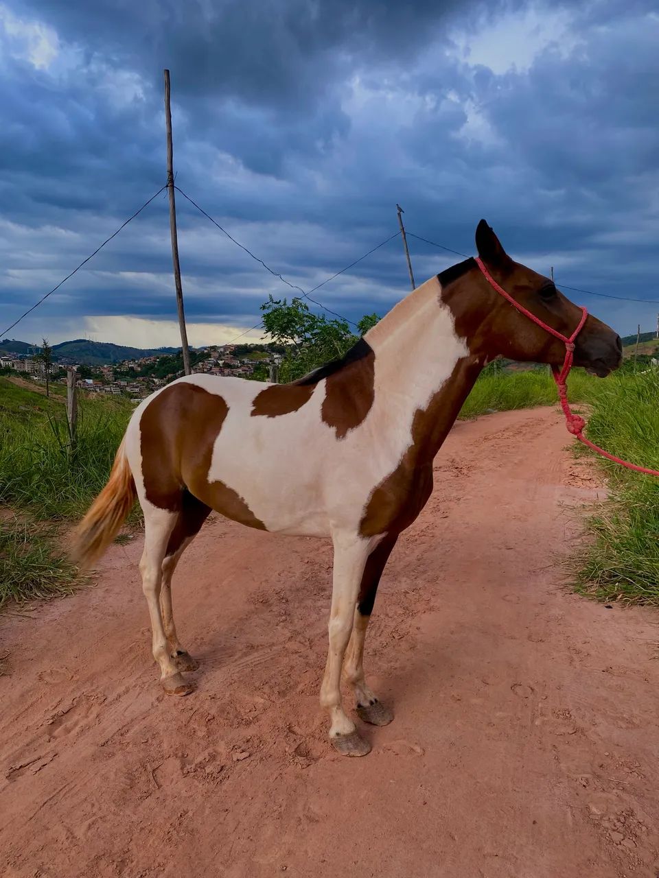 égua pampa  - Foto 3