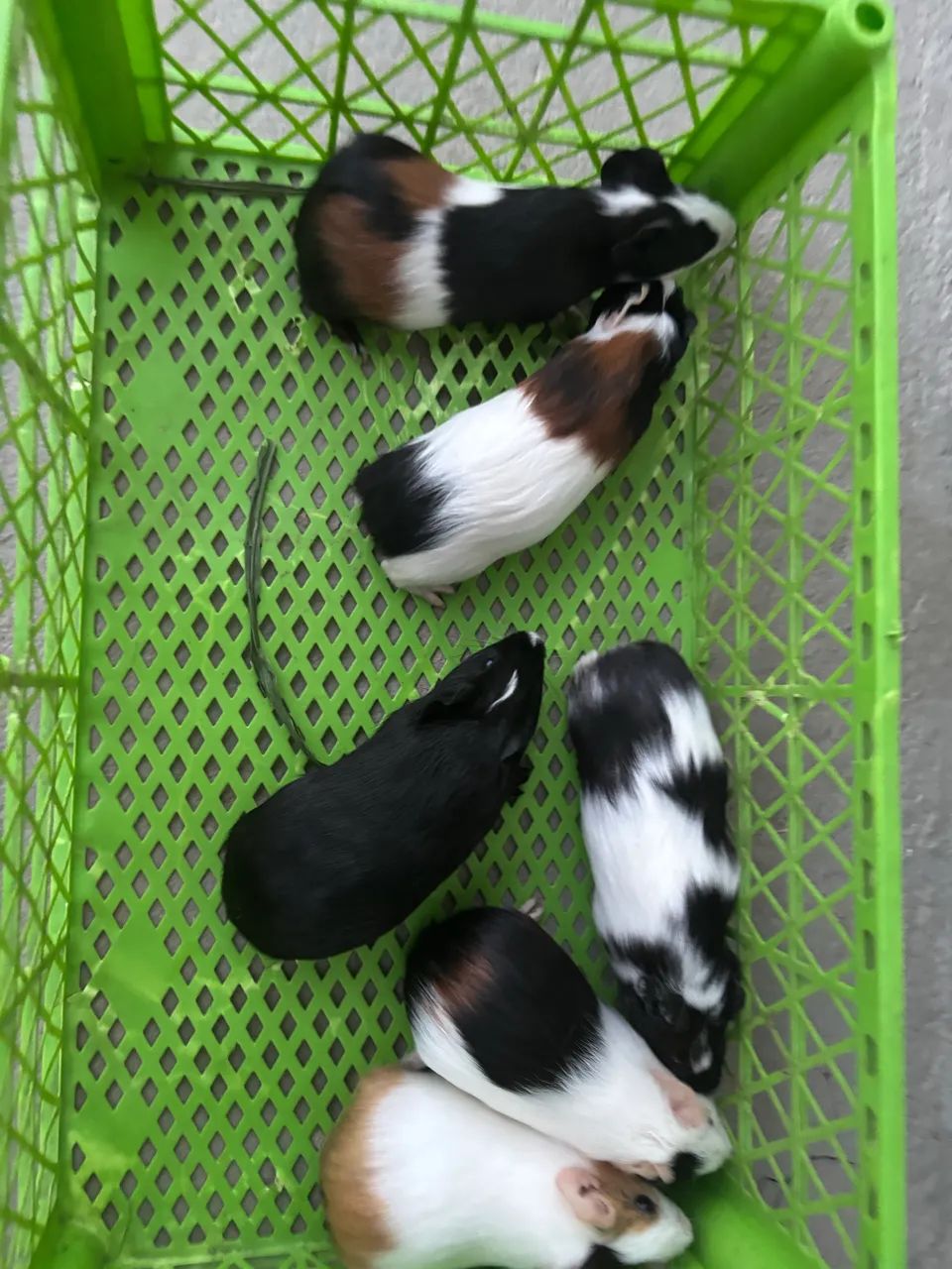 Porquinho da índia (filhotes)