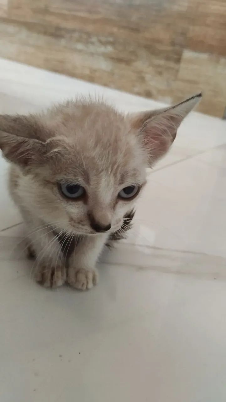 Doação de gato!!! - Foto 2