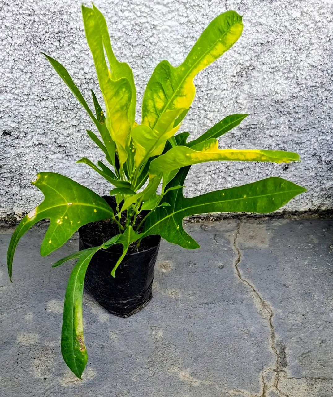 Vendo  - Foto 4