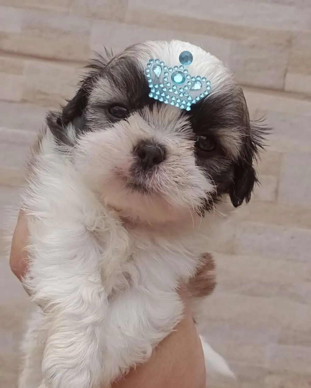 Shihtzu 