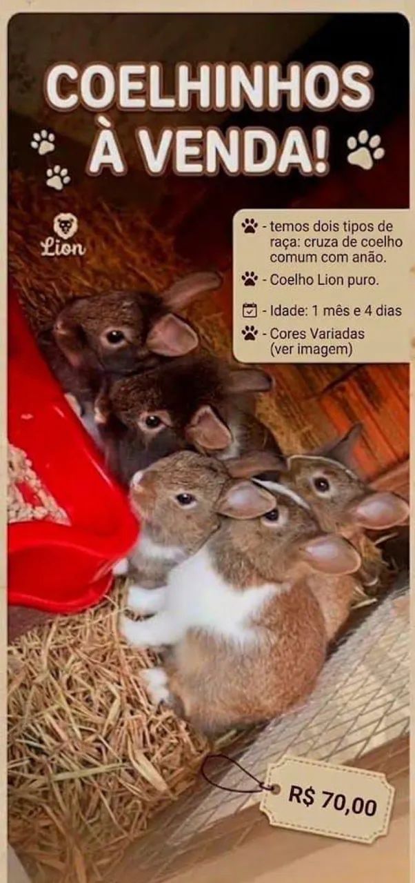 Vendo coelhinhos 