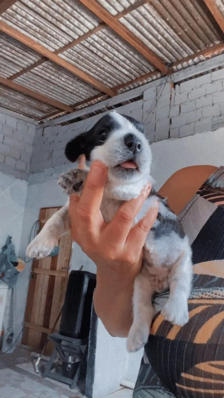 Cachorro poodle com cocke spanel - Foto 2