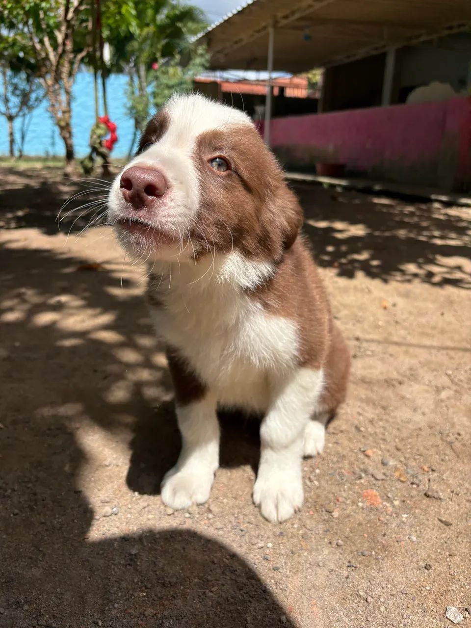 Filhote de Border collie  - Foto 4