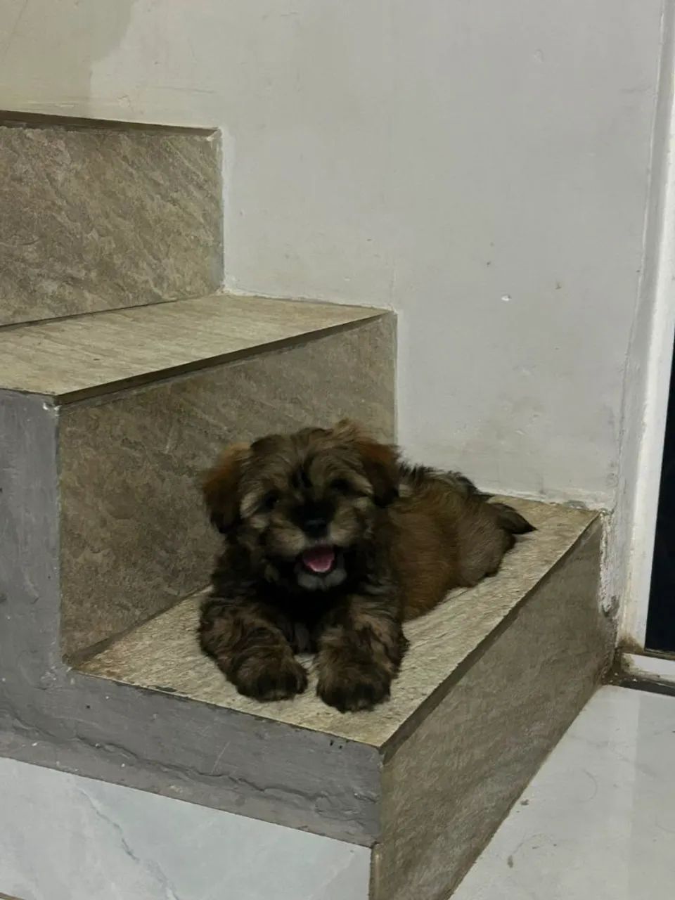 Lhasa Apso macho  - Foto 3