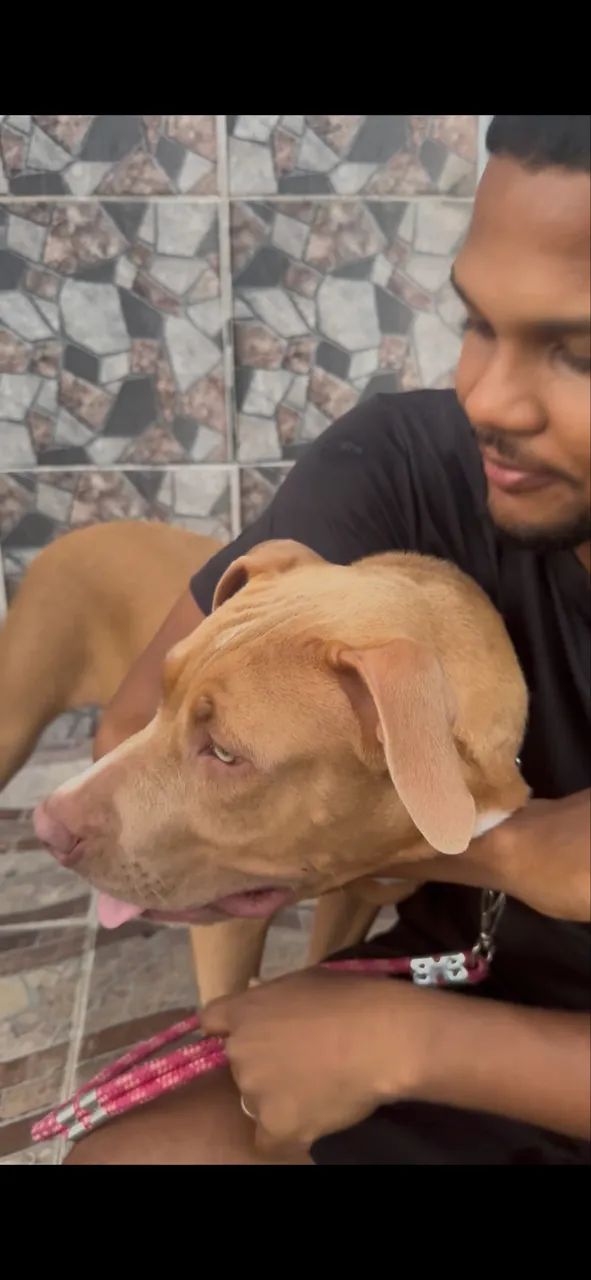 Pitbull - Foto 2