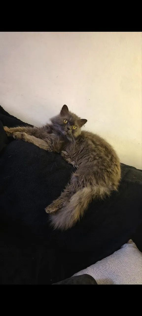 Gato persa cinza  - Foto 2