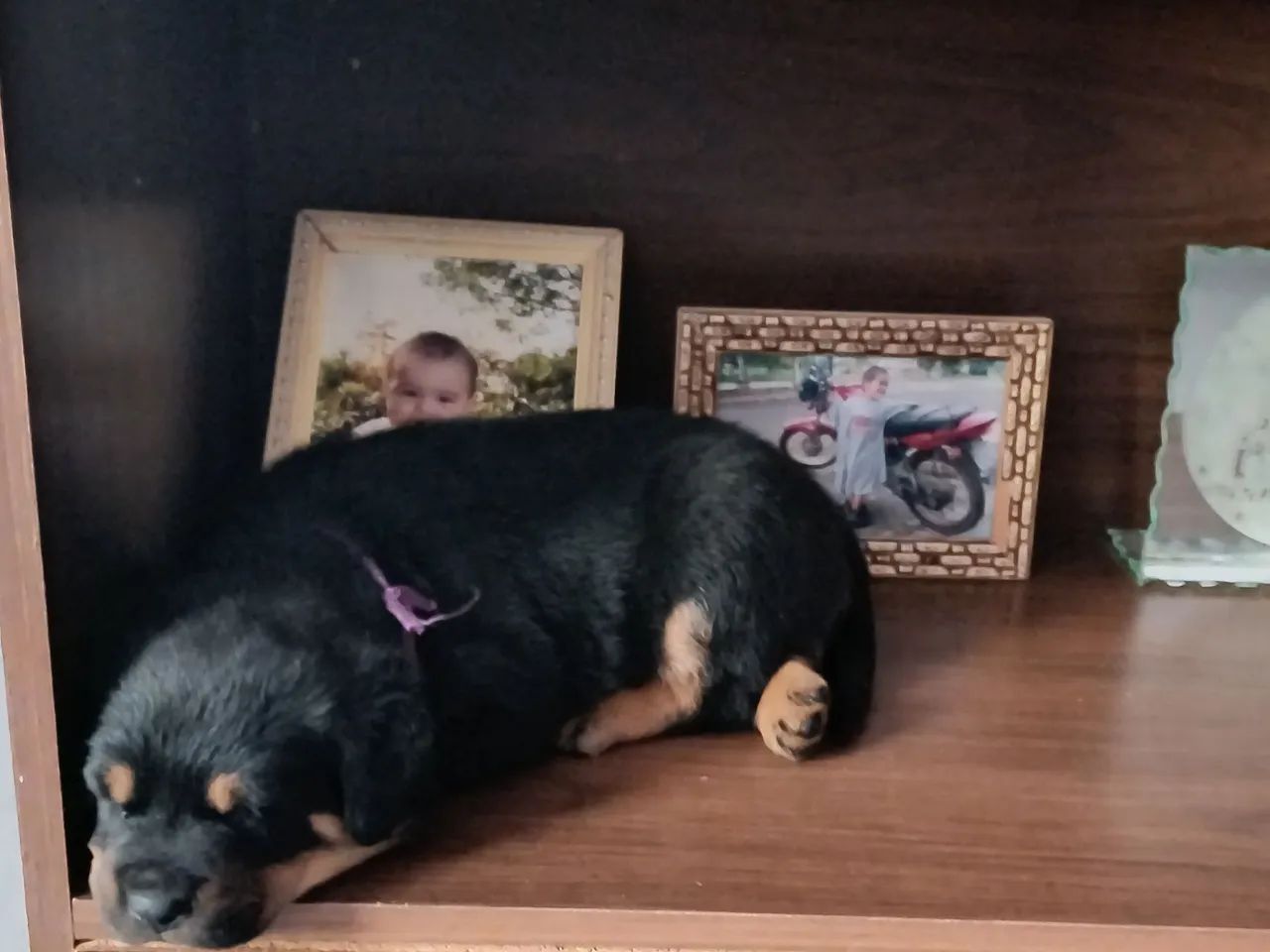 Filhote de Rottweiler  - Foto 4