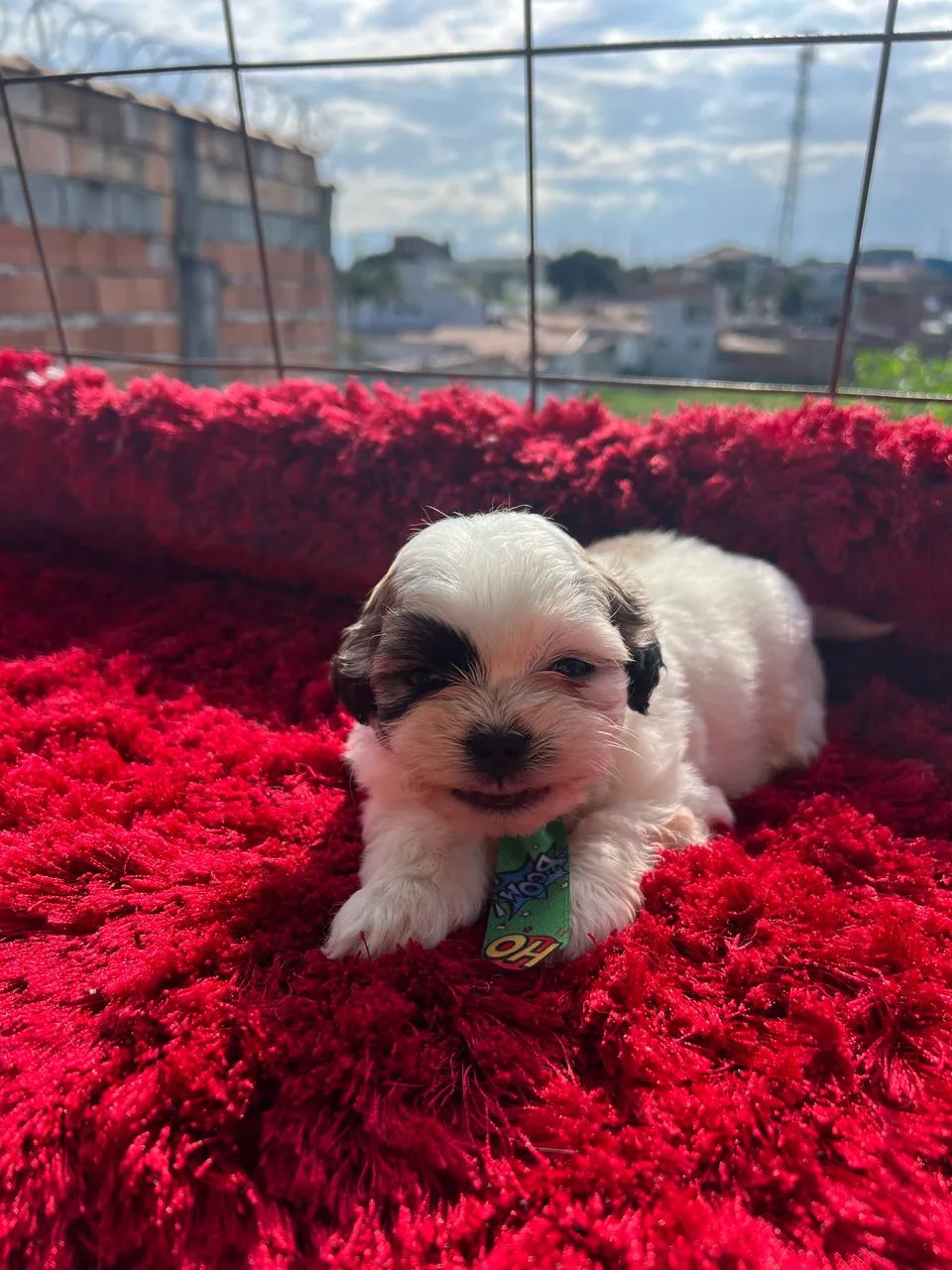 Vendo 