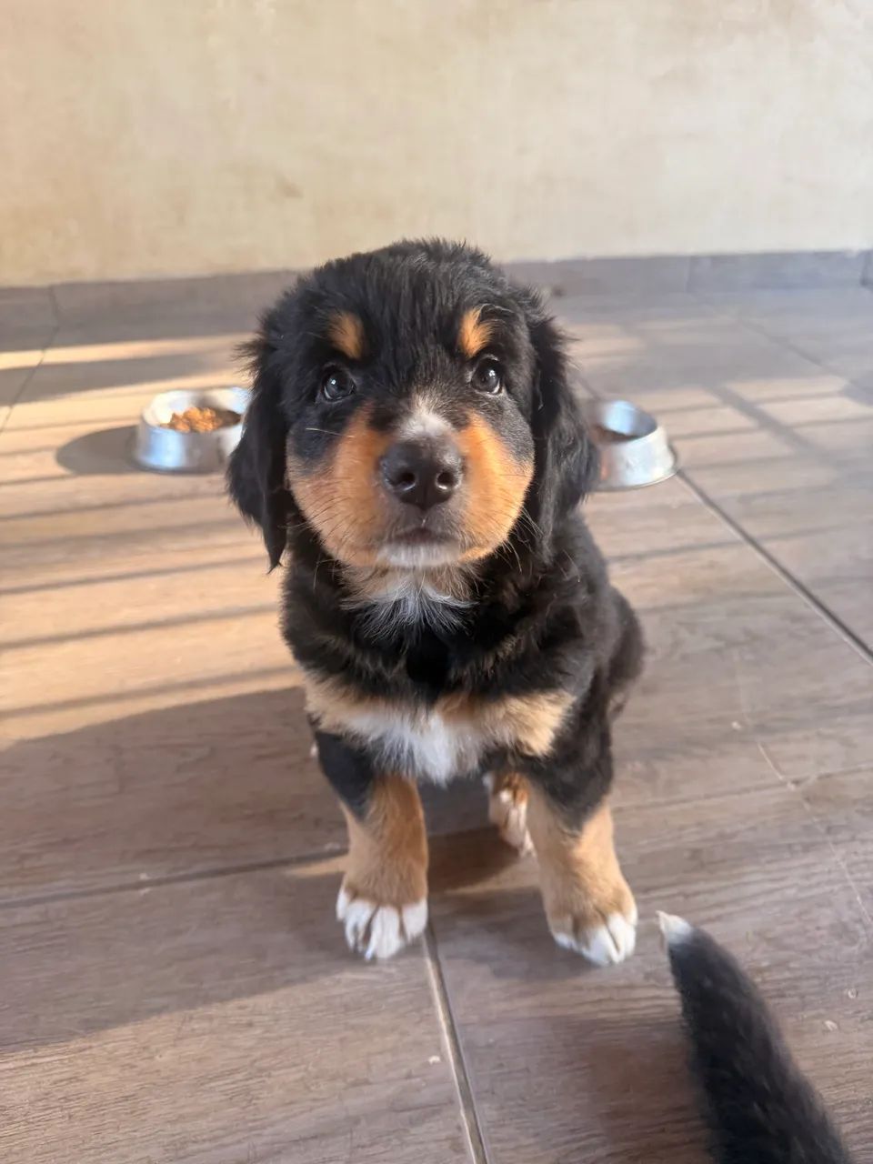 Bernese legítimo  - Foto 5