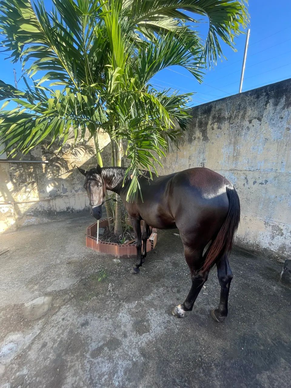 ÉGUA QM - Foto 6