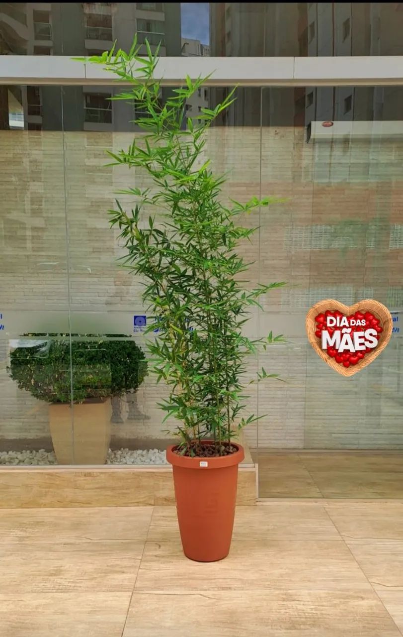 Bambú Mossô no vaso completo!! Mega promoção R$139,99 - Foto 2
