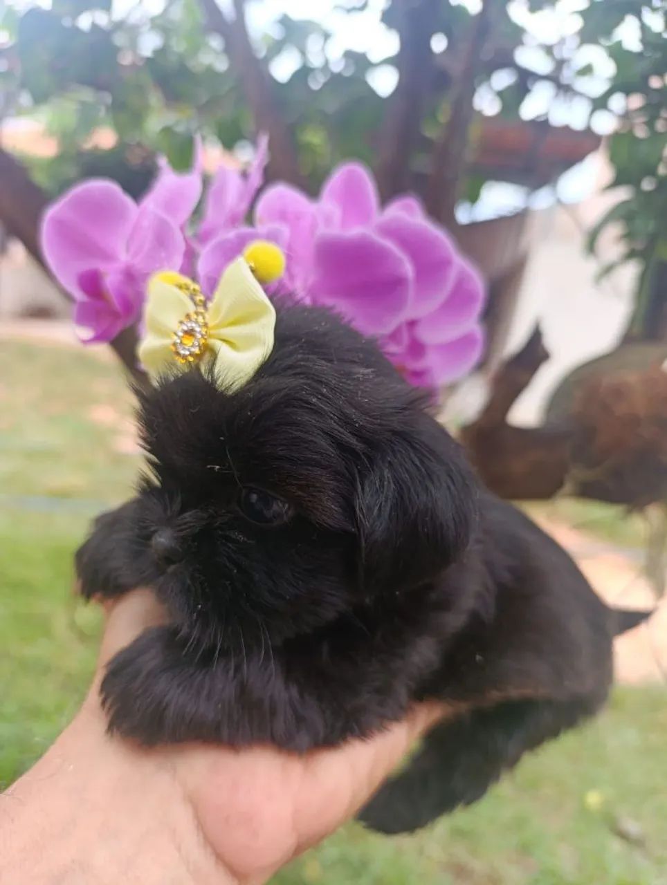 Shih Tzu  - Foto 2