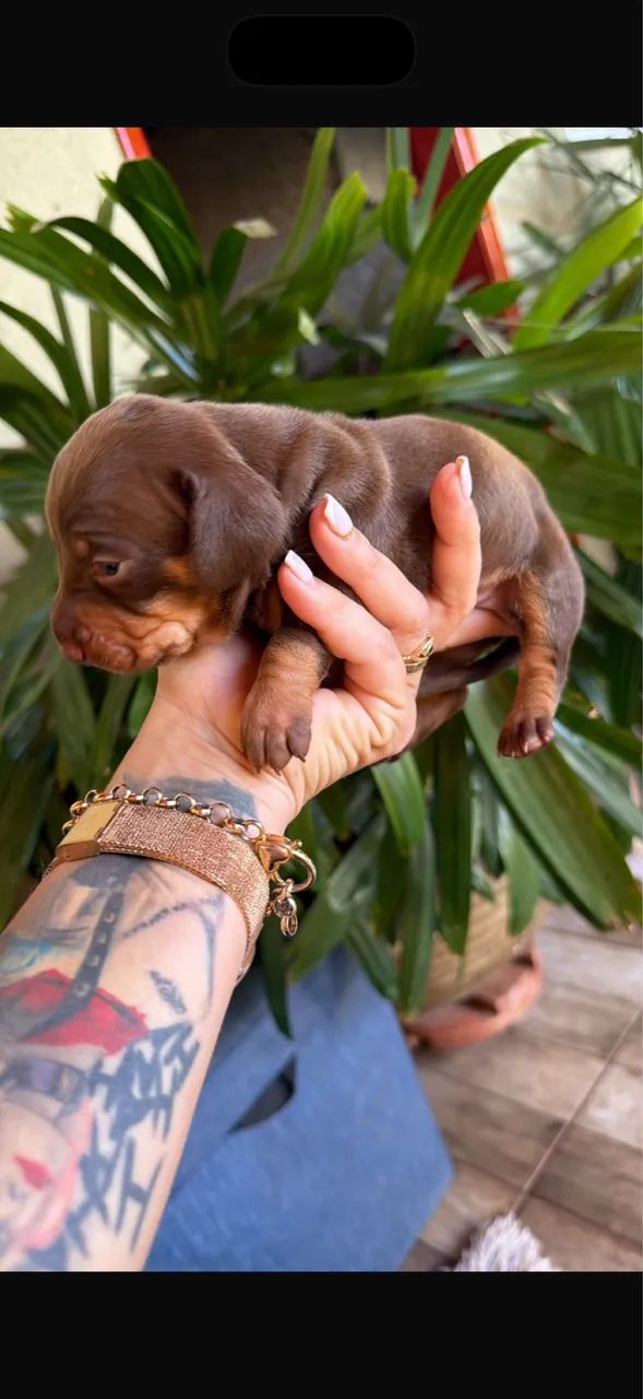 Dachshund macho  - Foto 2