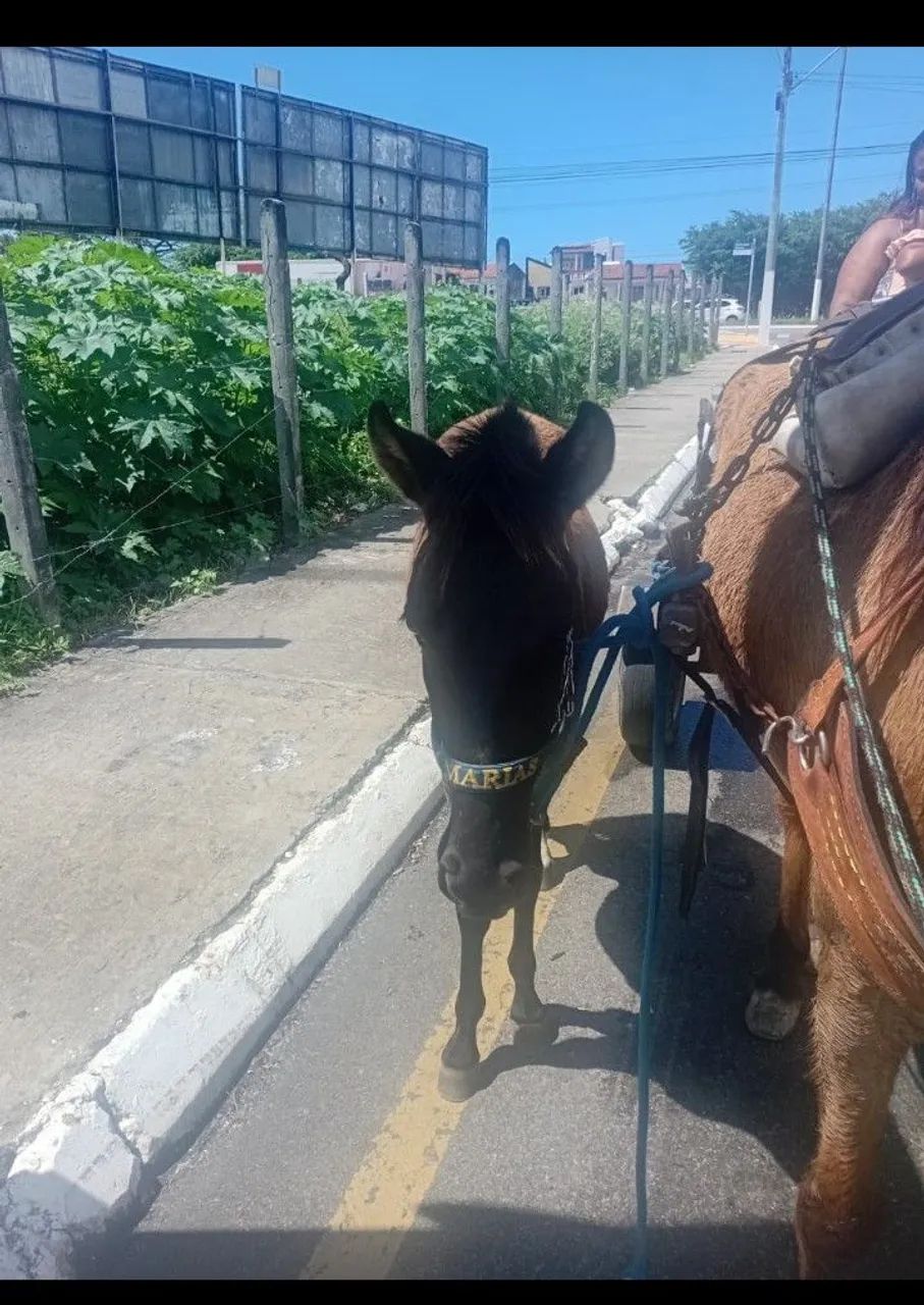 Pordo pra vender rápido e barato  - Foto 3