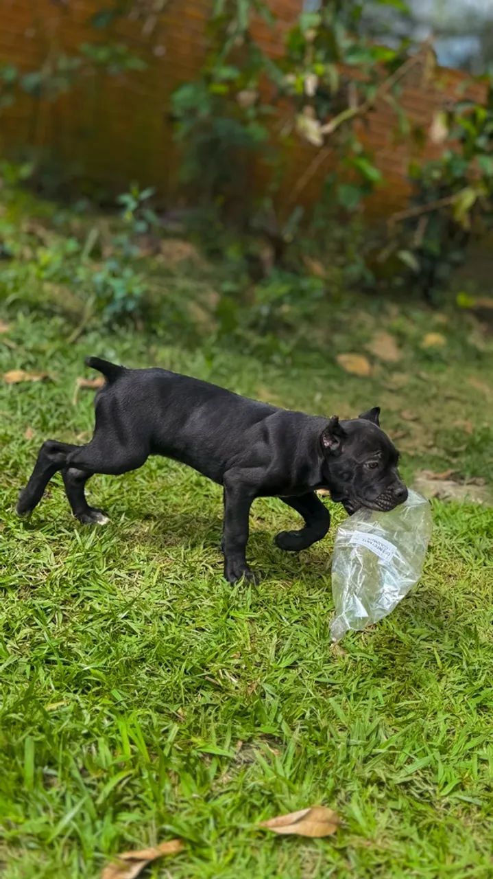 Cane corso macho FULLBLACK  - Foto 2