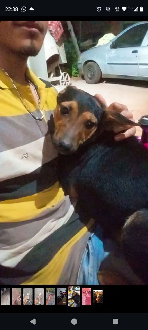 Doação de cachorra