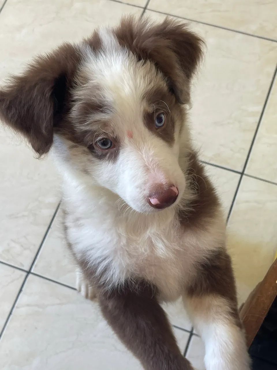 BORDER COLLIE RAÇA PURA  - Foto 3