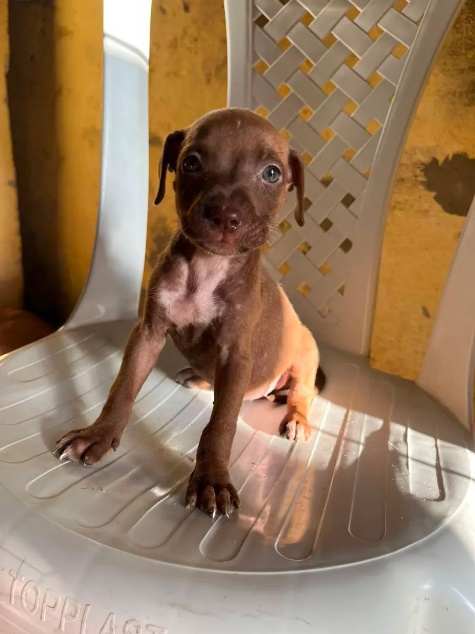 Filhotes de Pitbull  - Foto 2