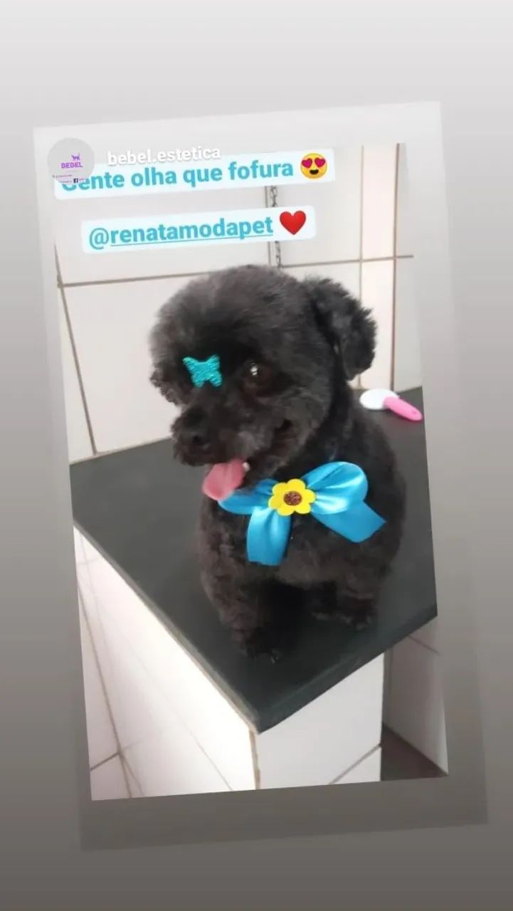 Laço de pescoço , laçarote para pet , cachorro , banho e tosa , pêlo curto - Foto 3