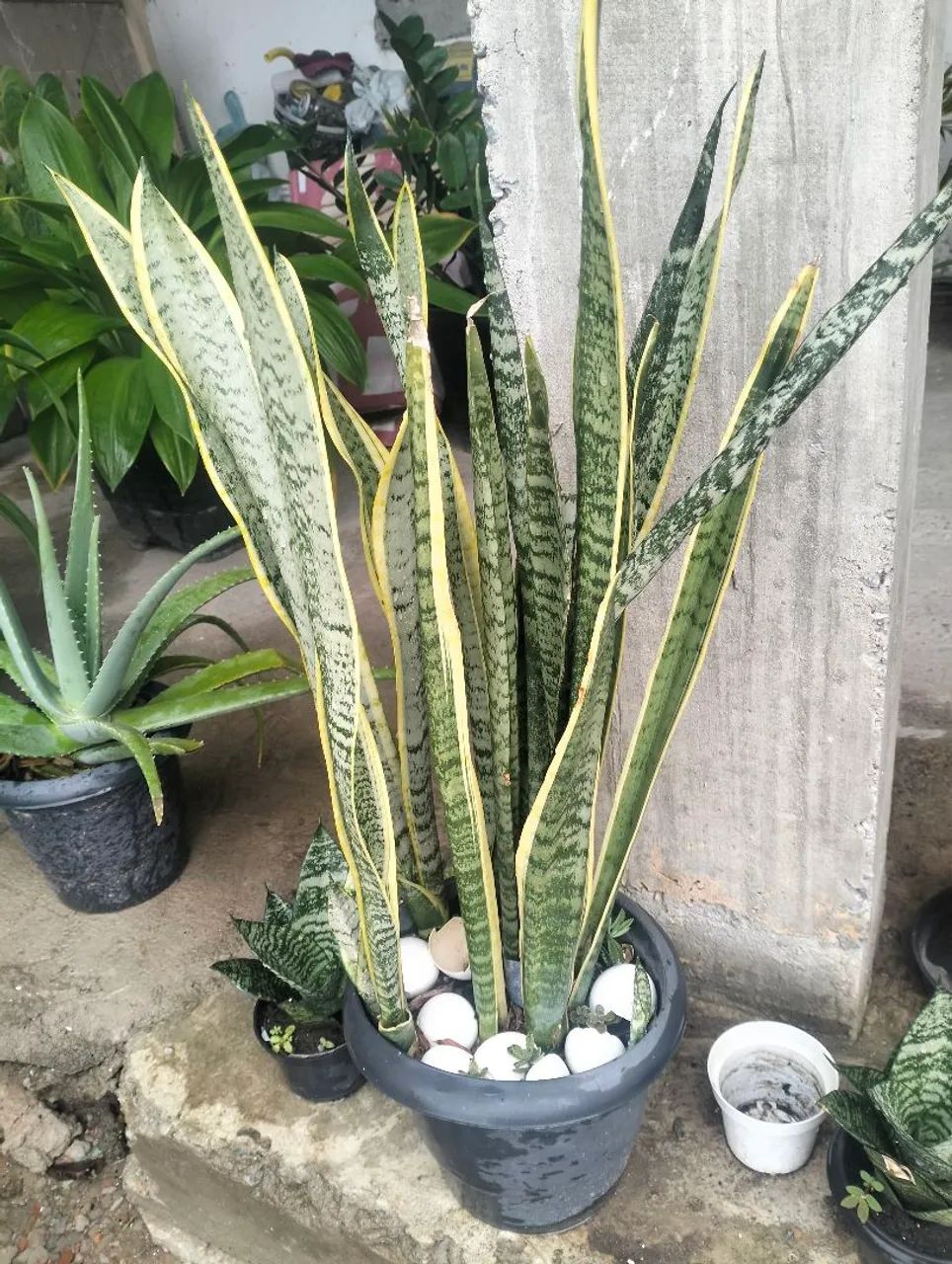 Vendo plantas de sombra - Foto 3