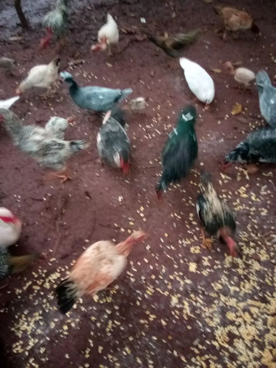 Aves  - Foto 4