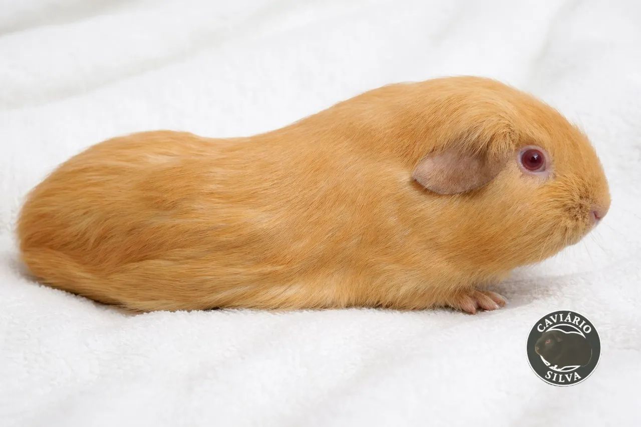 Porquinho da india açafrão femea